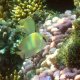 27- Chirurgien tachete 